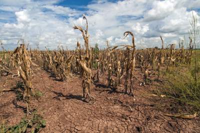 Drought ravages crops.
